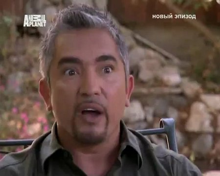 068-Переводчик с собачьего 2007