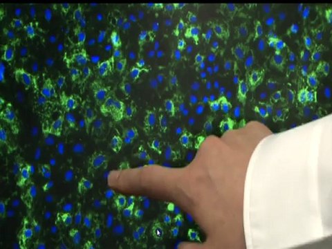 reportage Pr Yamanaka prix nobel de médecine 2012 cellules souches iPS au japon / iPS stem cells with medicine Nobel prize winner in japan