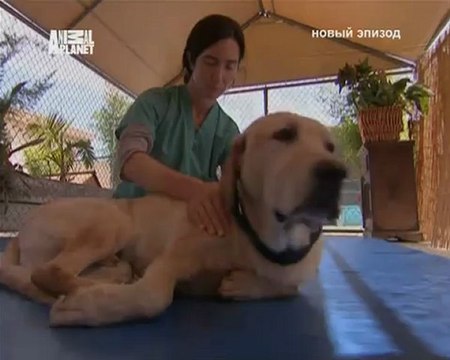 070-Переводчик с собачьего 2007