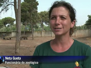 Rinoceronte raro em Israel