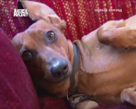 087-Переводчик с собачьего 2008