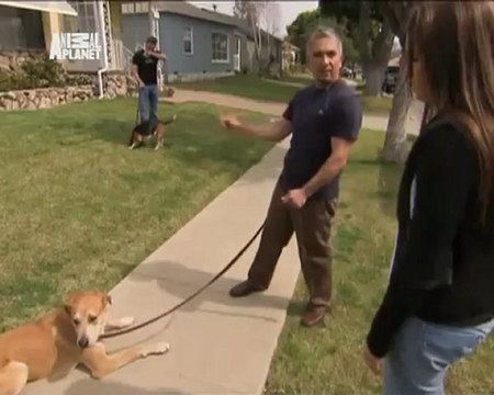 094-Переводчик с собачьего 2008