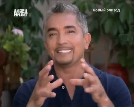 100-Переводчик с собачьего 2008