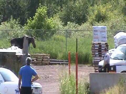 Moose on the Loose running around Sunny Brae Moncton