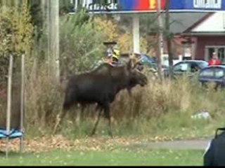 Bull Moose on Discovery Channel shot in Moncton New Brunswick, Canada
