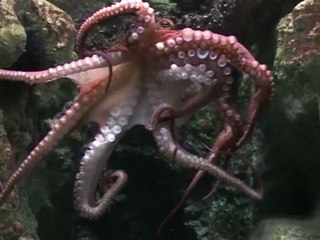 Le biologiste de l'Aquarium de Paris présente Pierre le Poulpe