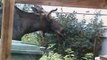 Baby Bull Moose eating Flowers 85 Canusa, Riverview NB