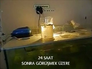 Artakua Artemia Çatlatma