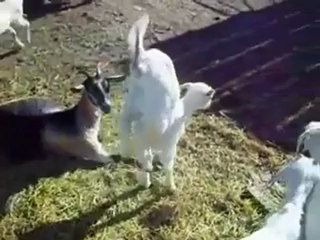 معزة تتحدى الإعاقة وتسير على ساقيها الأماميتين فقط