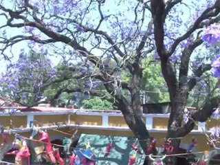 Gastronomía Mexicana - México -Fonda San Angel