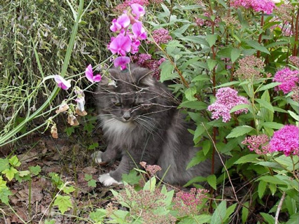 Midsommar bildspel på Revis.  Med fågelsång.  År 2012.