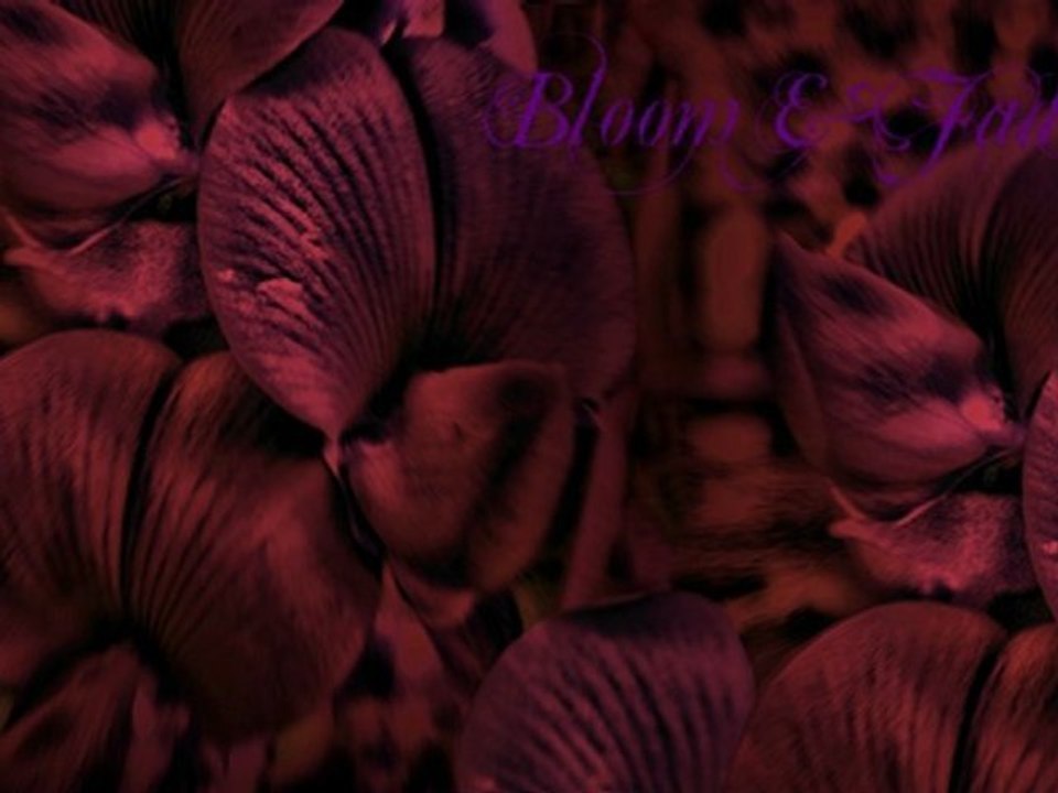 Bloom and Fade