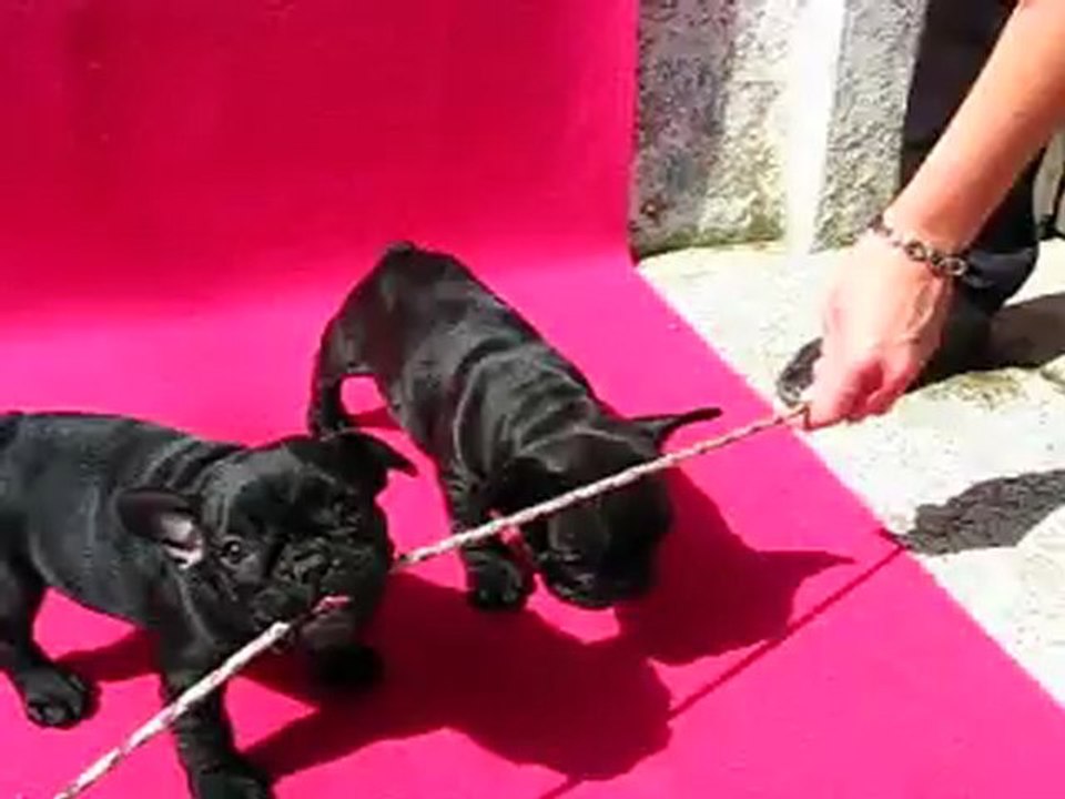 Chiots bouledogues français LOF