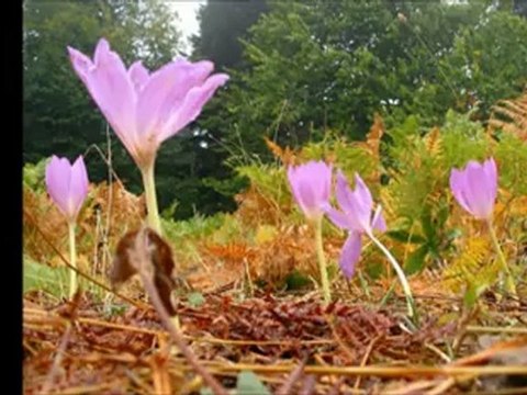 Çiğdem Der Ki Ben Alayım Erkan Oğur-İ. H. Demircioğlu