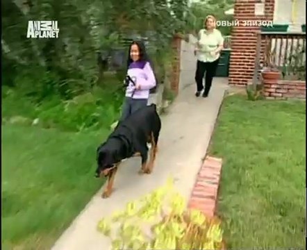 008-Переводчик с собачьего 2004