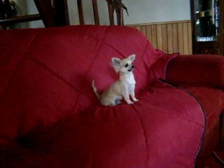 Chiot chihuahua male de 5 mois