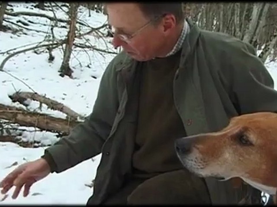 Chasse du sanglier : lecture du pied