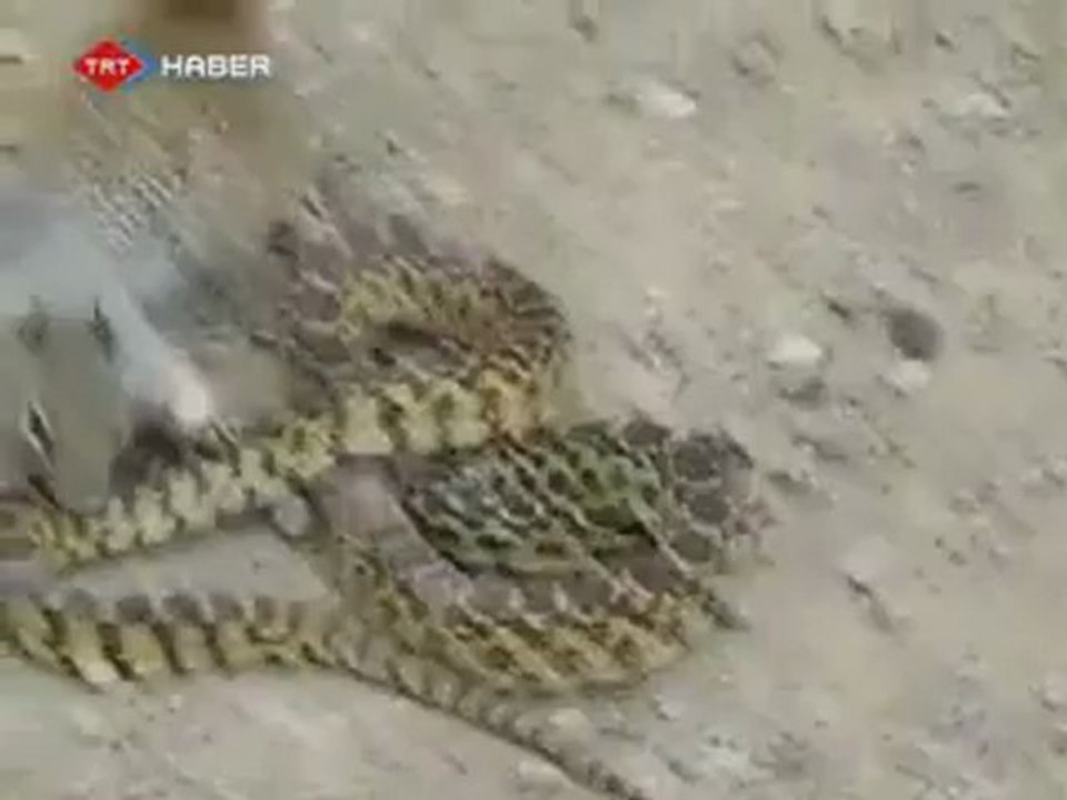 Sincap fare kavgası