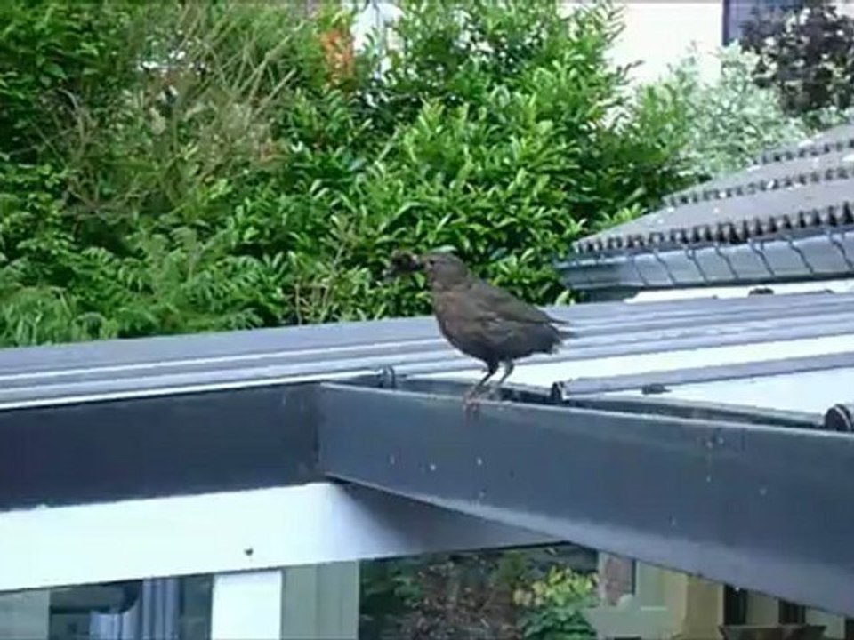 The mischievous bird