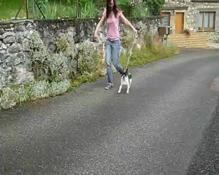 Ginseng 20 juin 2012 Entraînement P1040047