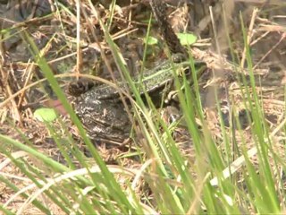 Rion-des-Landes s'engage pour la préservation de ses lagunes