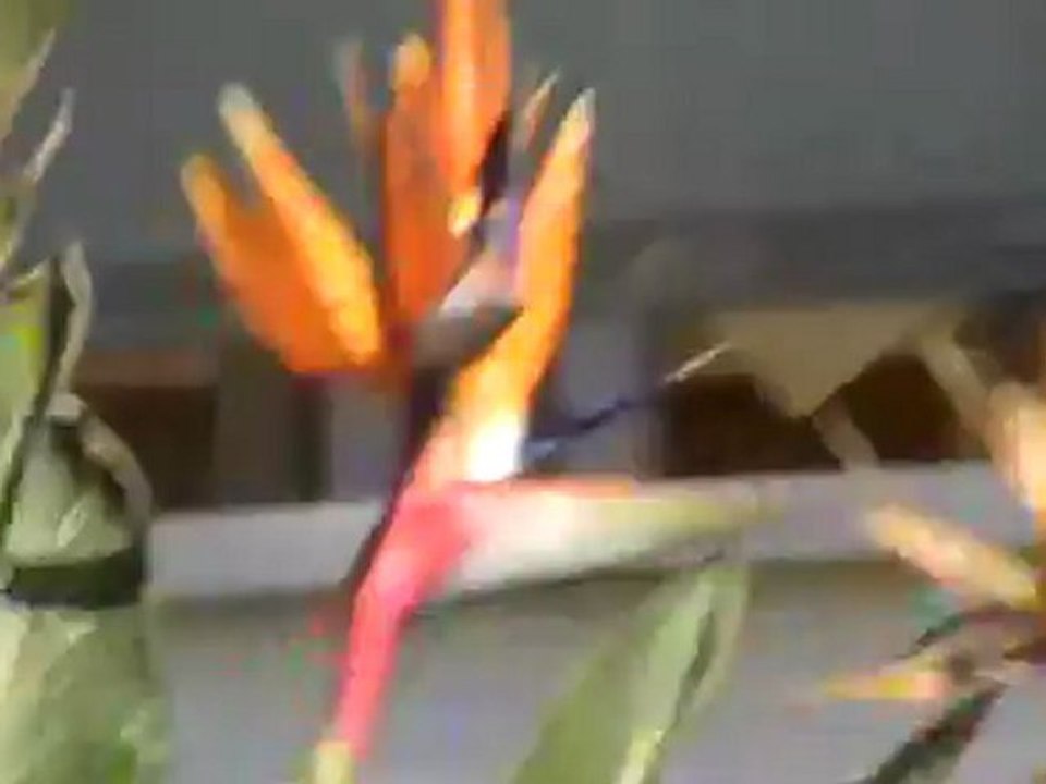 Iberostar Cala Barca Club Mallorca Cala Mondrago Familienhotel Behindertenhotel