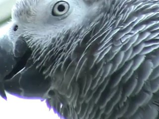 Kongo Graupapagei Rudi http.//www.Papagei.de.be 15.04.2012