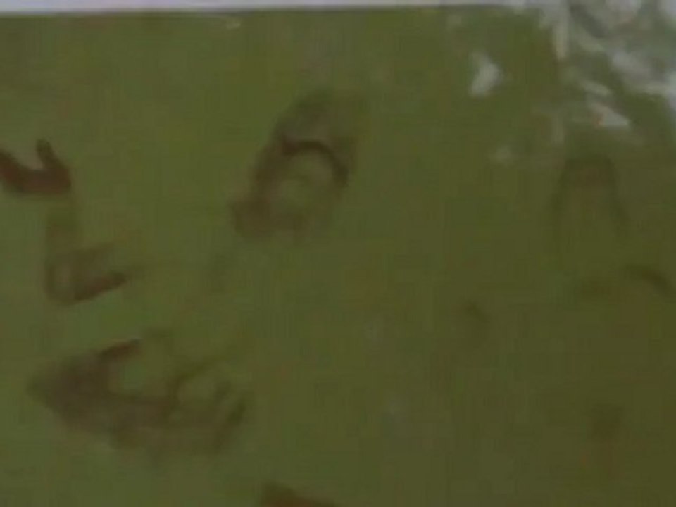 Alltours Hotelmarken 21