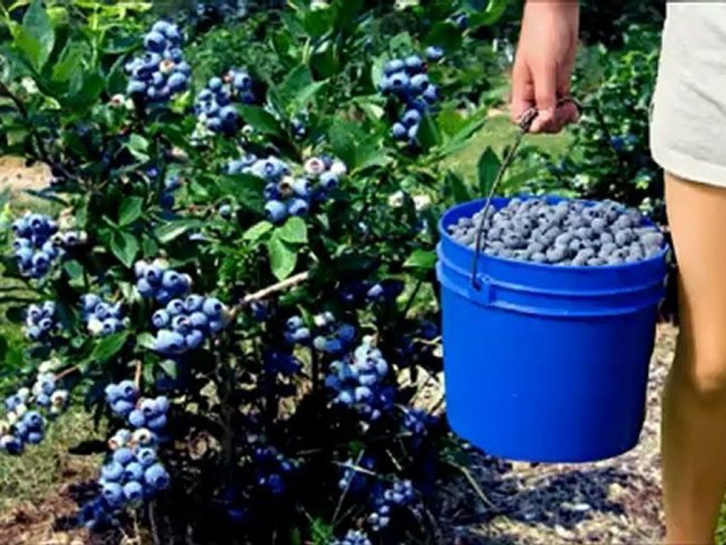 fidanistanbul yaban mersini