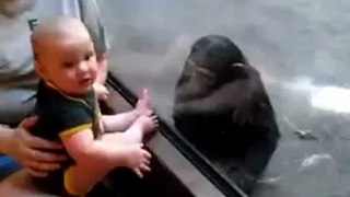 Baby Human And Baby Chimp Get Along Well