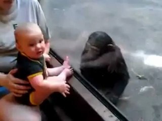 Baby Human And Baby Chimp Get Along Well