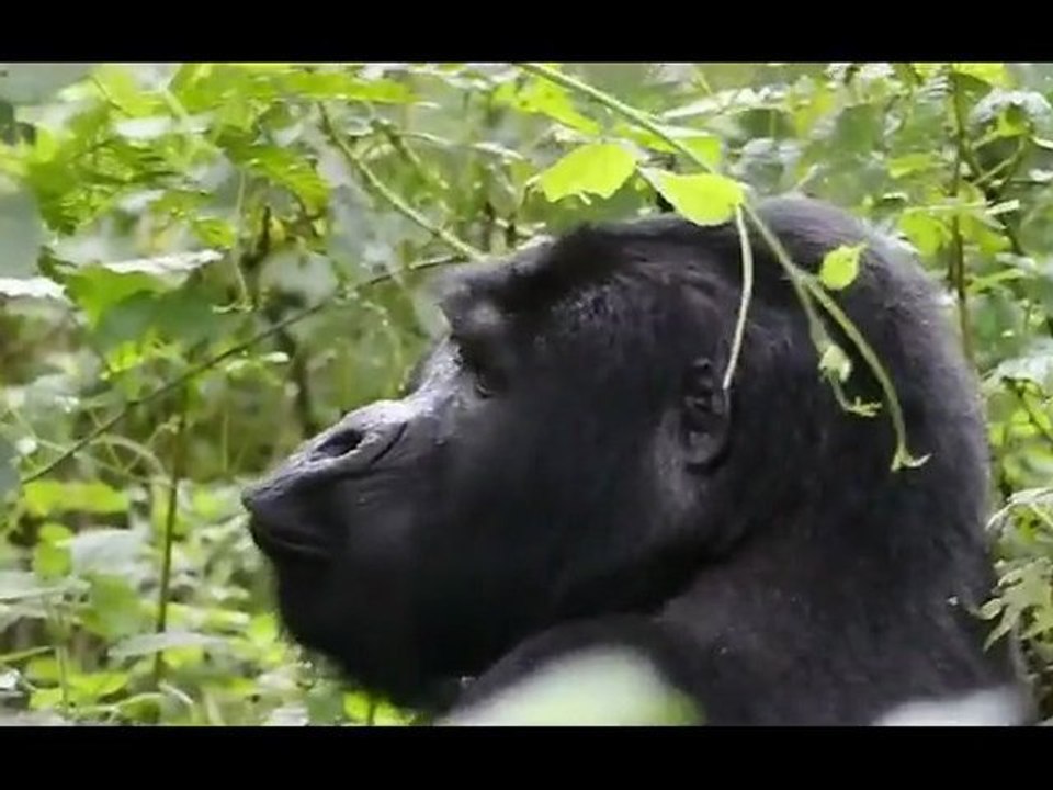 Gorilla nella Bwindi Impenetrable Forest (Uganda) - marzo 2012