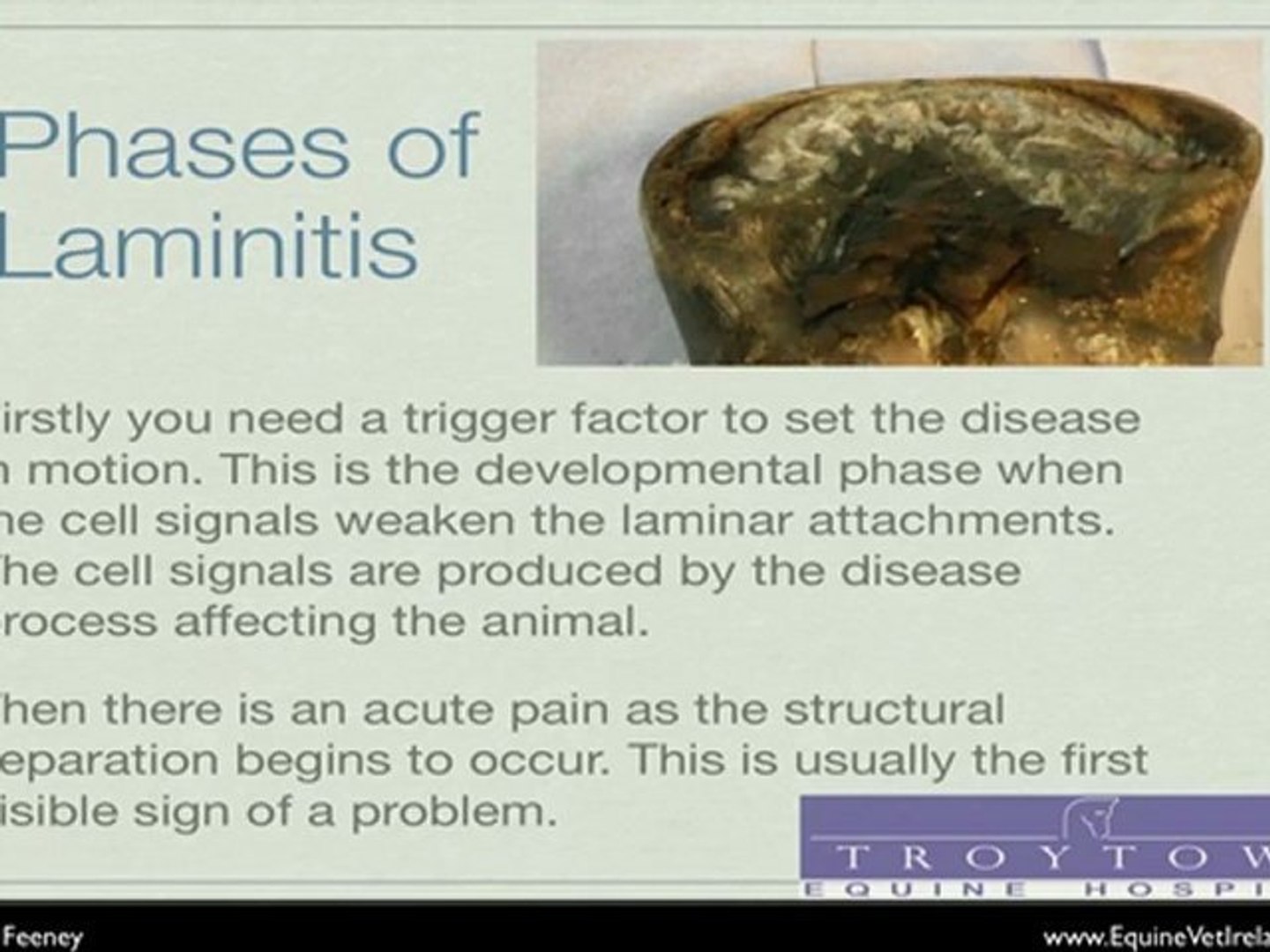 ⁣understanding Laminitis in horses