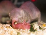 The Amazing Naked Mole Rats