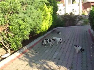 Kedi Kavgası (Mustafa Dinç)