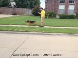 Tulsa Obedience Training  - German Shepherd Dog Mix