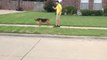 Tulsa Obedience Training  - German Shepherd Dog Mix