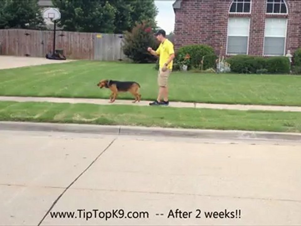 Tulsa Obedience Training  - German Shepherd Dog Mix