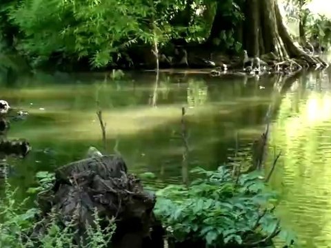 Nokia 808 PureView - Videotest 1080p Rich Recording papere e paperelle con zoom