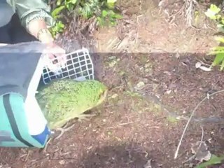 N.Zealand's kakapo brought back from the brink