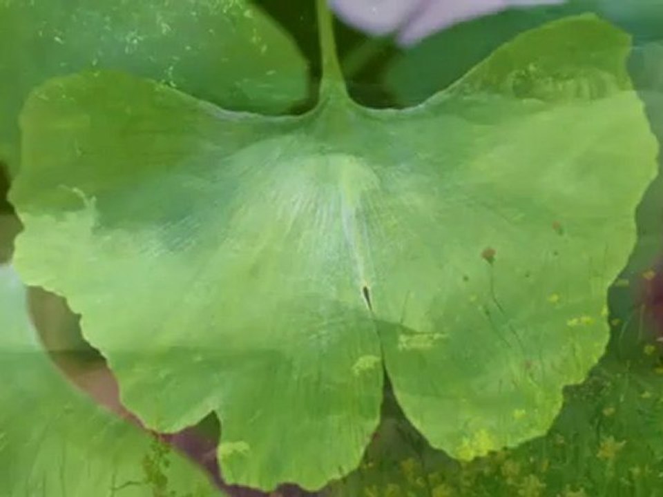 Irisdiagnosen Oldenburg (Oldb) Lenartz Julia HP ...