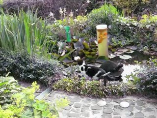 Liva ved dammen, 20.  juni , 2012