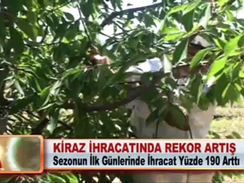 KİRAZ İHRACATINDA REKOR ARTIŞ