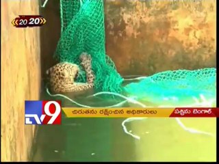 Cheetah rescued from water tank