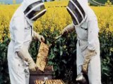 Beekeeping Made Easy – A Beginner Beekeeping Guide