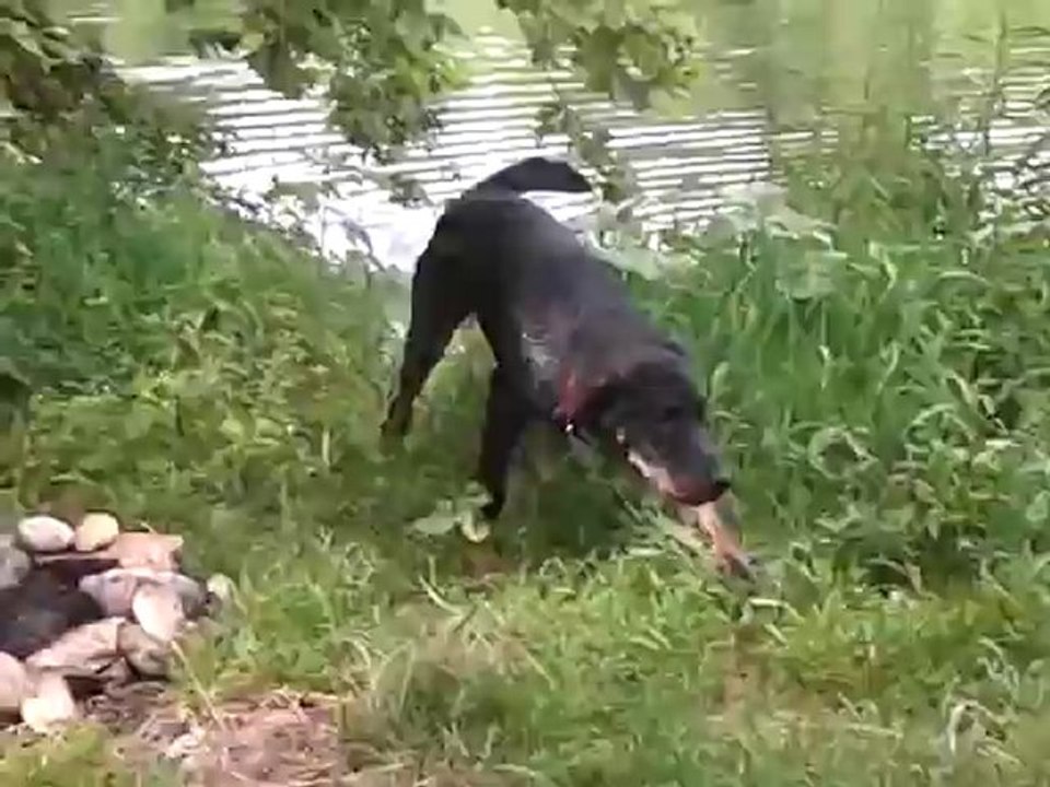Gally, beauceron x loutre, 5 mois et demi