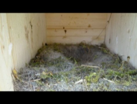 Mésanges printemps 2012