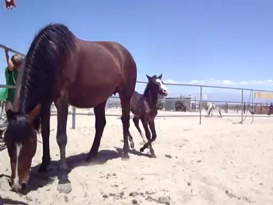 Cute foal