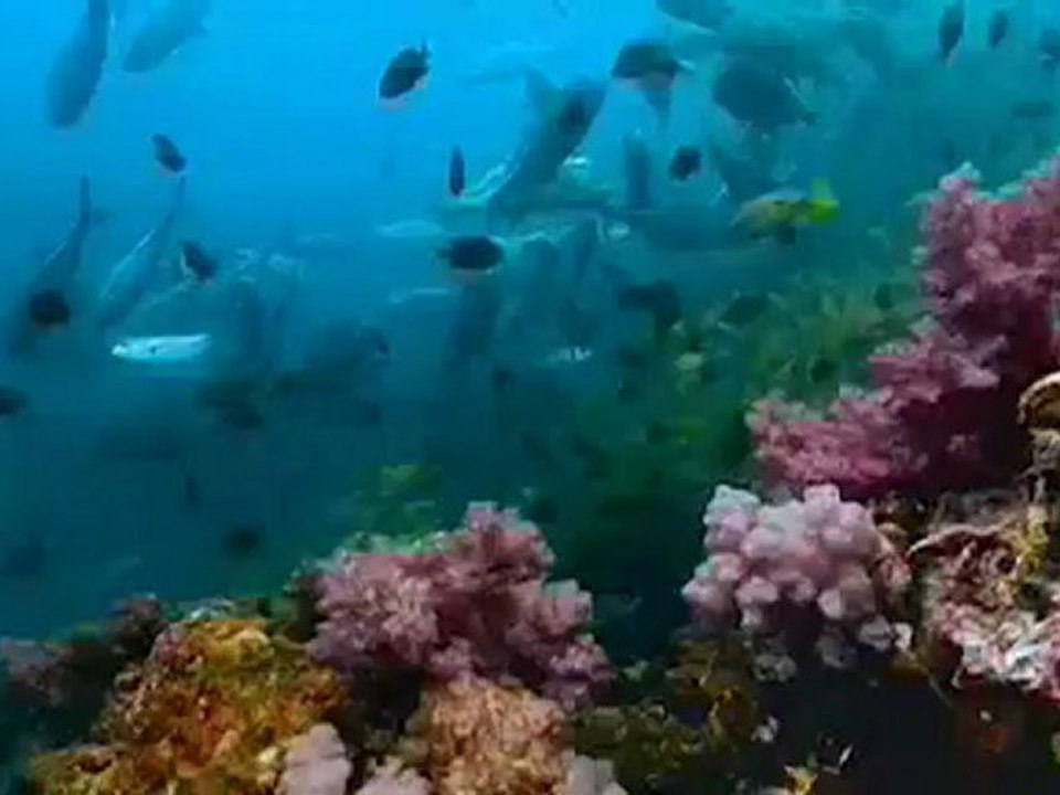 Kambriyen Devri Evrim Teorisini Yıkmak İçin Yeterlidir!