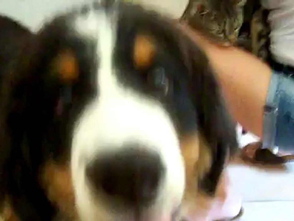 Hutch et Croquette, comme chien et chat